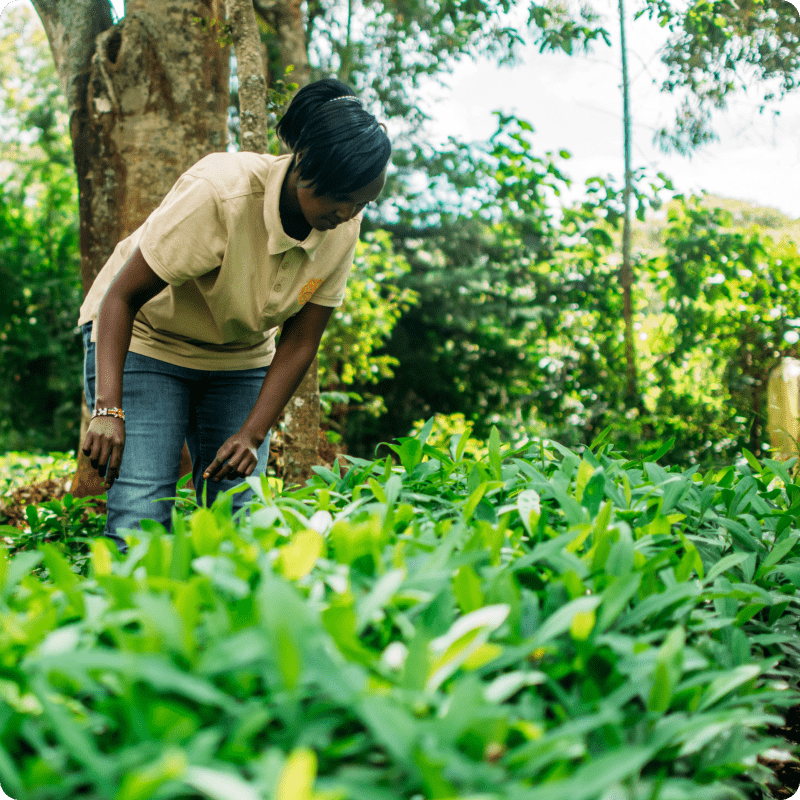 Hongera Reforestation Project_gallery 9-min