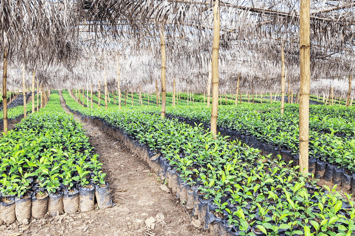 How Nature-Based Solutions Can Help Meet the Paris Agreement’s Goals_visual 2