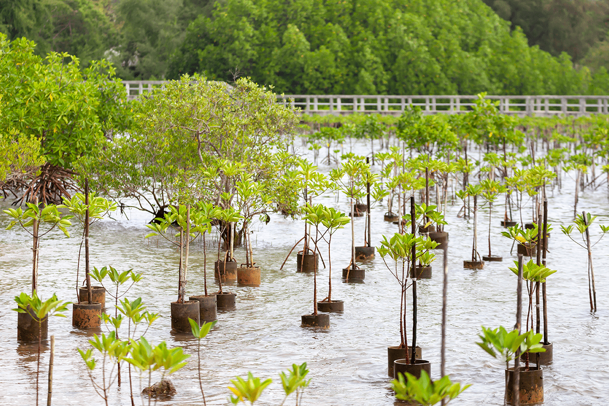 How Nature-Based Solutions Can Help Meet the Paris Agreement’s Goals_visual 3