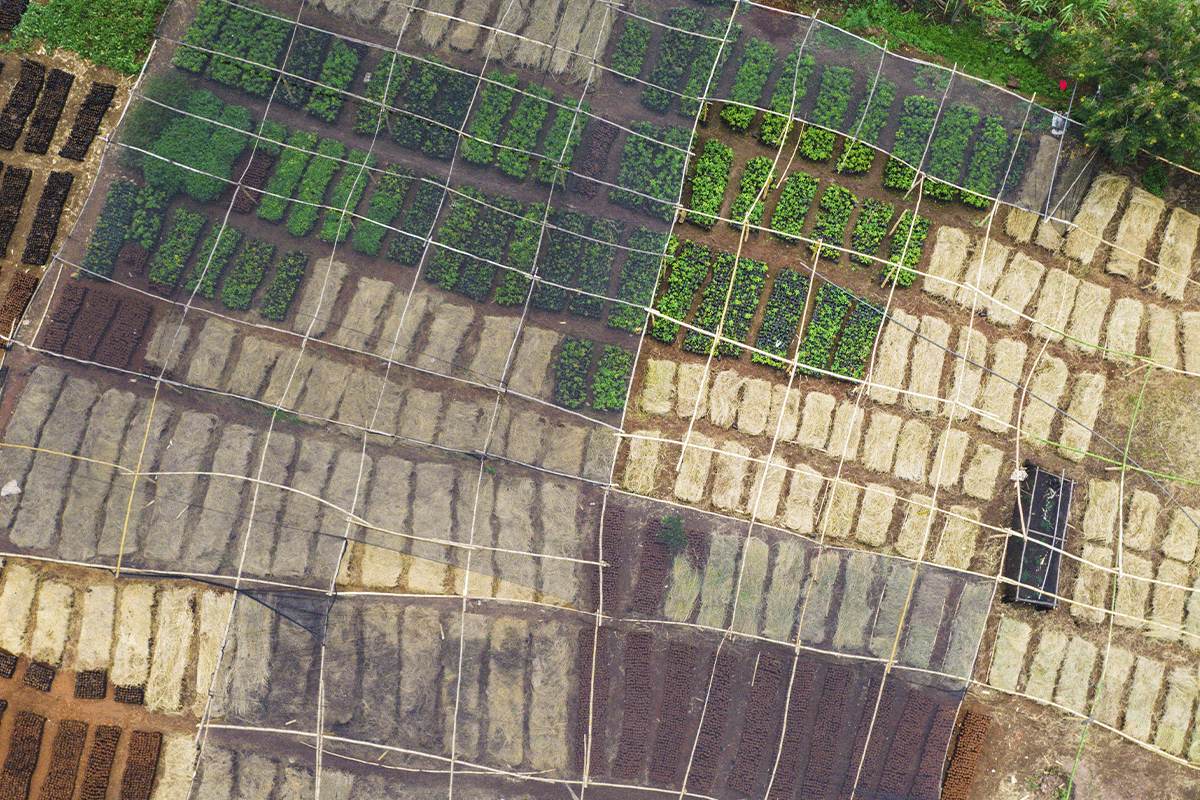 How are carbon credits issued_Drone view of young tree seedlings_visual 7