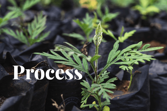 carbon credit certification