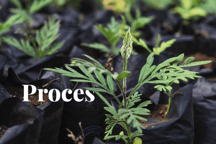 How are carbon credits issued_a worker holding a tree seedling_visual 1_NL