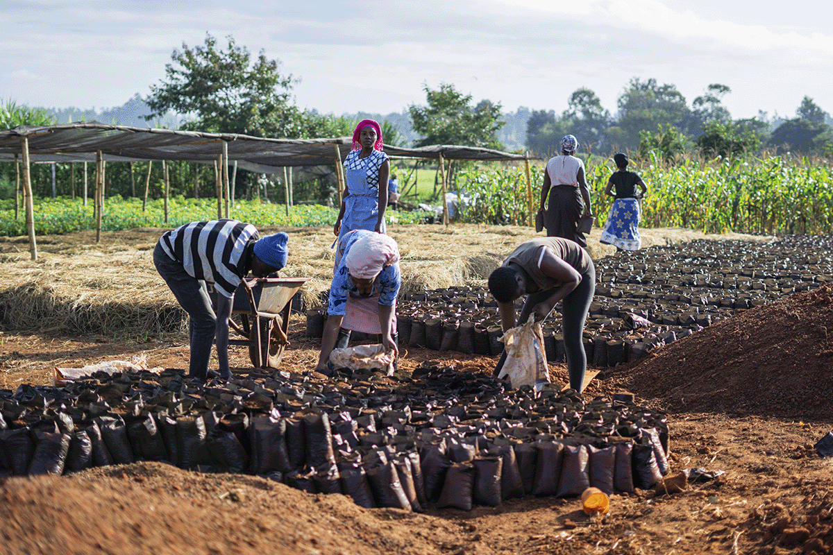 How are carbon credits issued_people working on a tree nursery as a part of Hongera Reforestation Project_visual 2