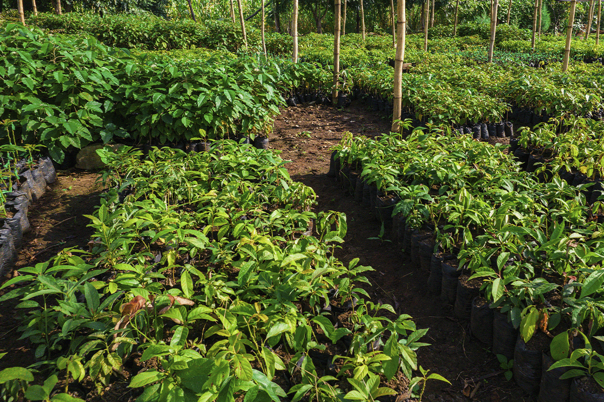 How are carbon credits issued_view on a tree nursery as a part of the Hongera Reforestation Project_visual 3