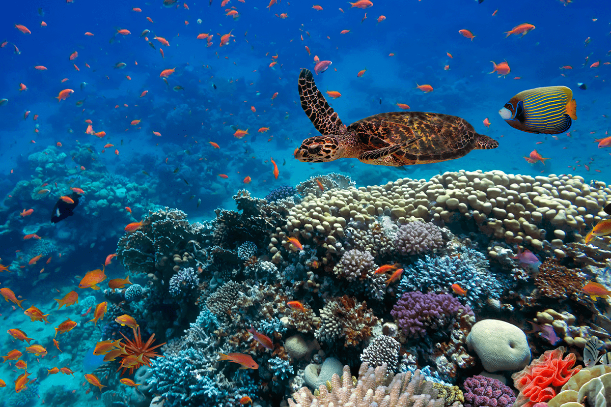 How biodiversity loss and COP15 affect investors_visual 2