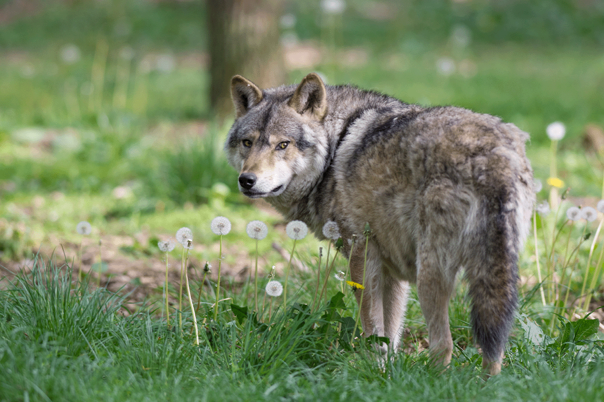 How biodiversity loss impacts ecosystems and what we can do to help_A grey wolf in its natural habitat_visual 9