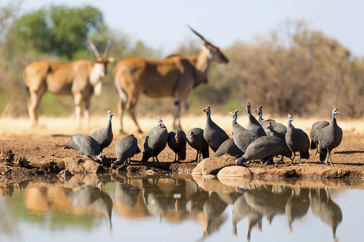 How biodiversity loss impacts ecosystems and what we can do to help_A small flock of guinea fowl at a waterhole in Mashatu Game Reserve_visual 2