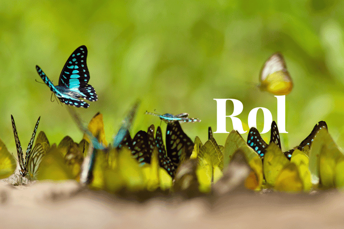 How biodiversity loss impacts ecosystems and what we can do to help_Close up on a flock of colorful butterflies_visual 1_NL