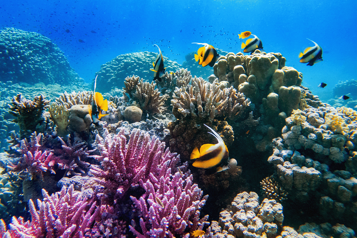 How biodiversity loss impacts ecosystems and what we can do to help_Colorful corals and exotic fishes at the bottom of the Red Sea_visual 6