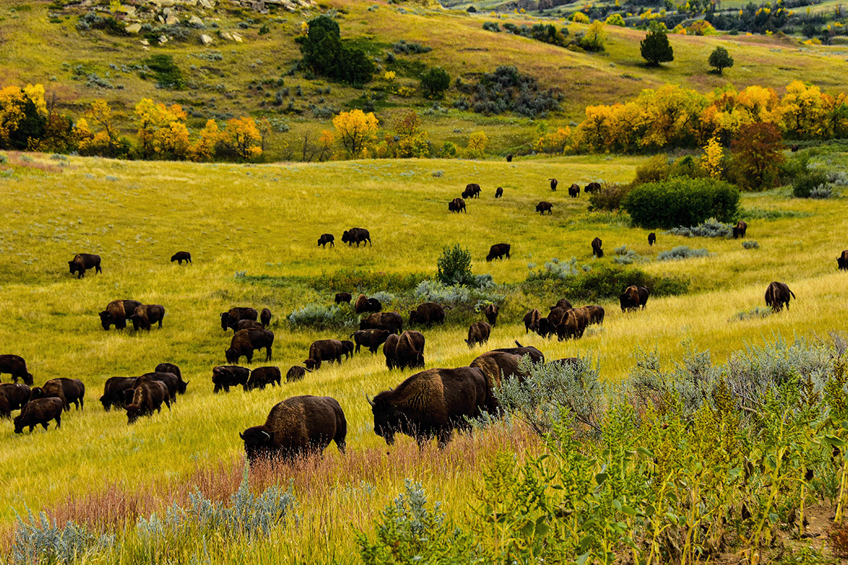 How biodiversity loss impacts ecosystems and what we can do to help_Herd of buffalo grazing on a field, North Dakota_visual 7