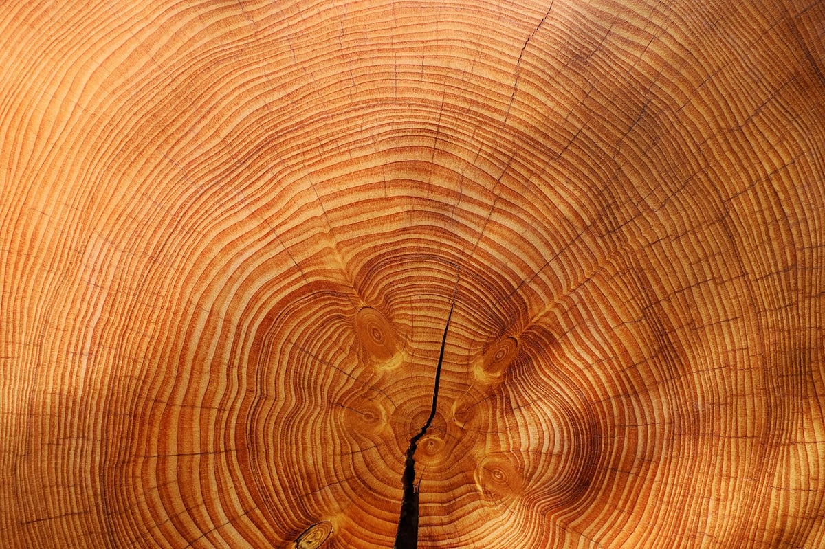 How dendrochronology gives us a window into the past