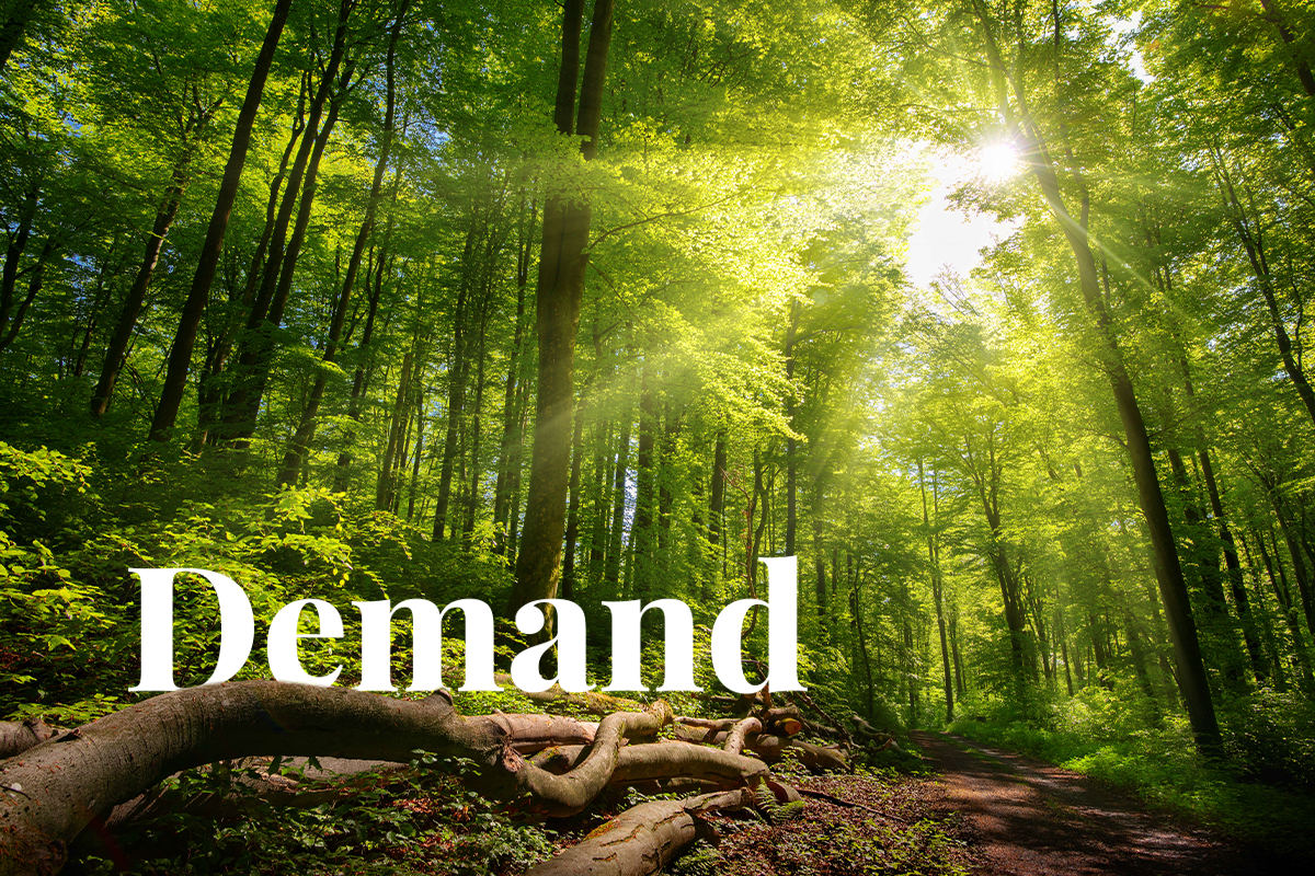 How forest carbon credits are changing the wood market_visual 1