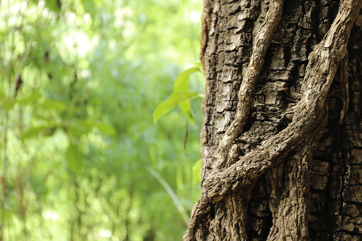 How forest carbon credits are changing the wood market_visual 2