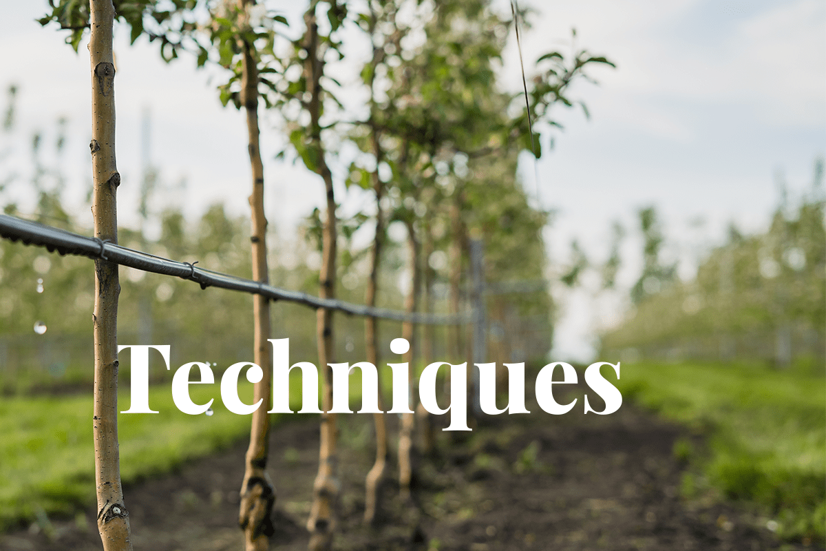 Water-Wise Gardening: Slash H2O Use & Thrive Flora!