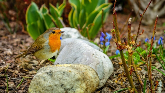 How to create a wildlife-friendly garden