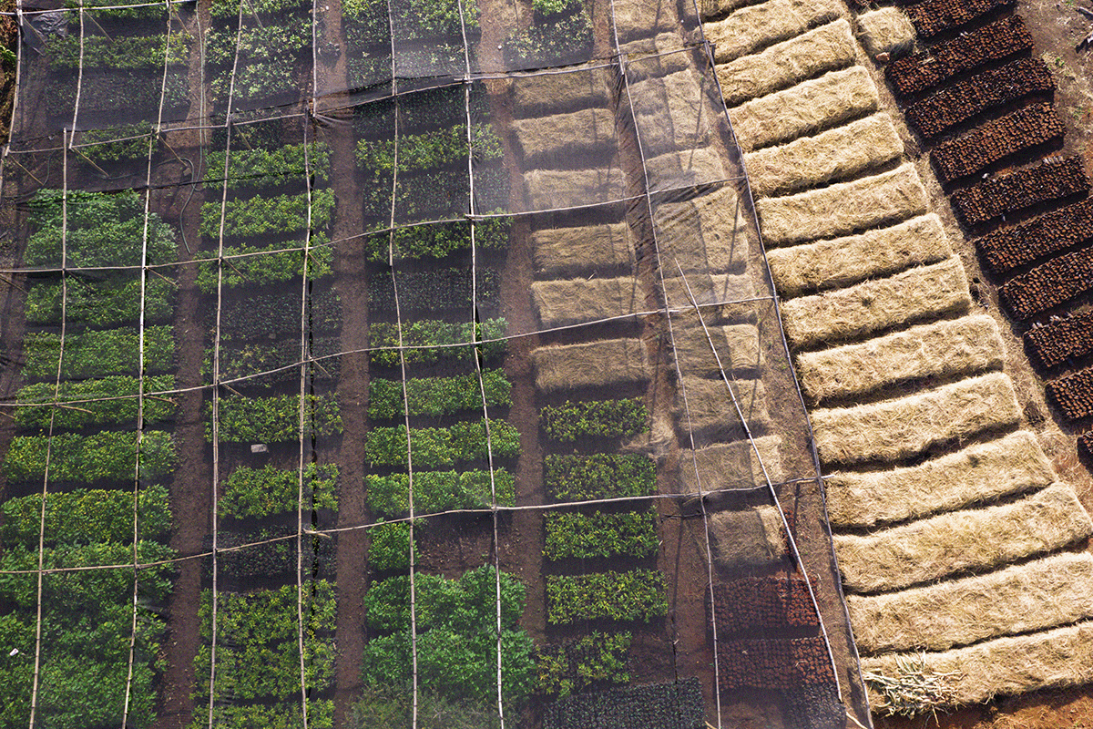 How to use DGB Groups carbon footprint calculator on your journey to net zero_Aerial view on a tree nursery in Kenya_visual 4
