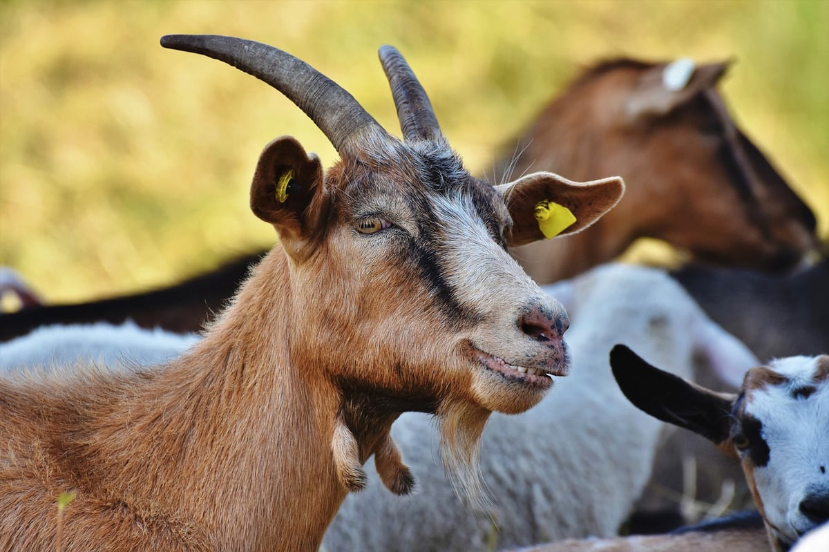 How tree-climbing goats plant new trees