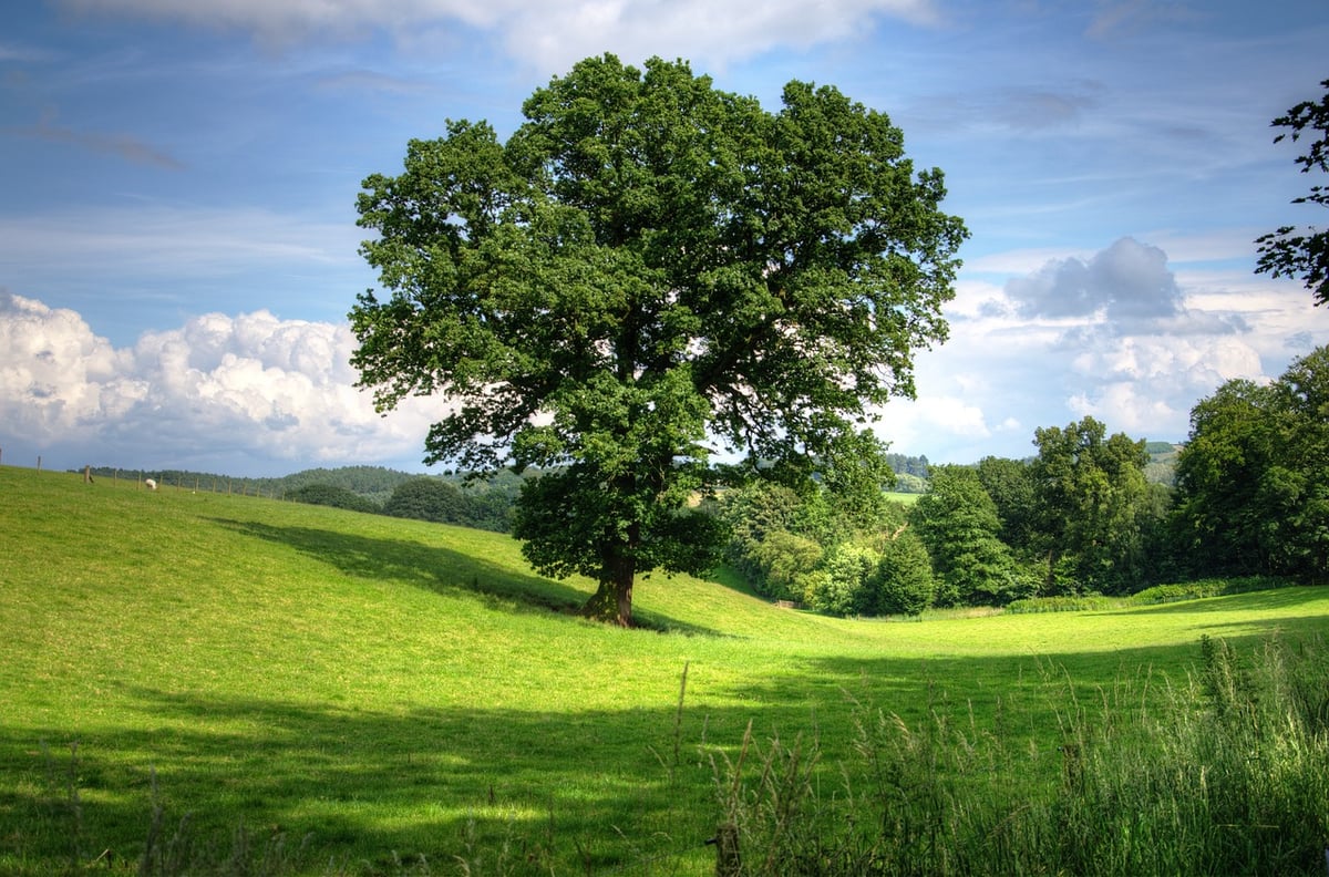 Impact of trees on the world