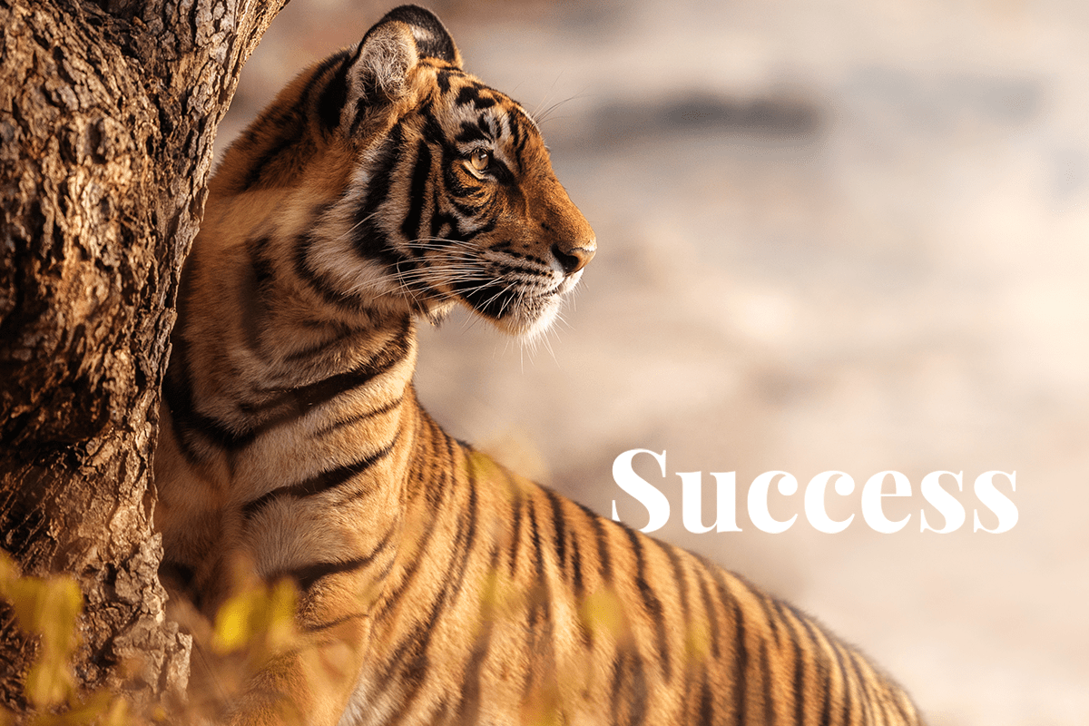 Indias Project Tiger_Tiger in a nature habitat in India_visual 1