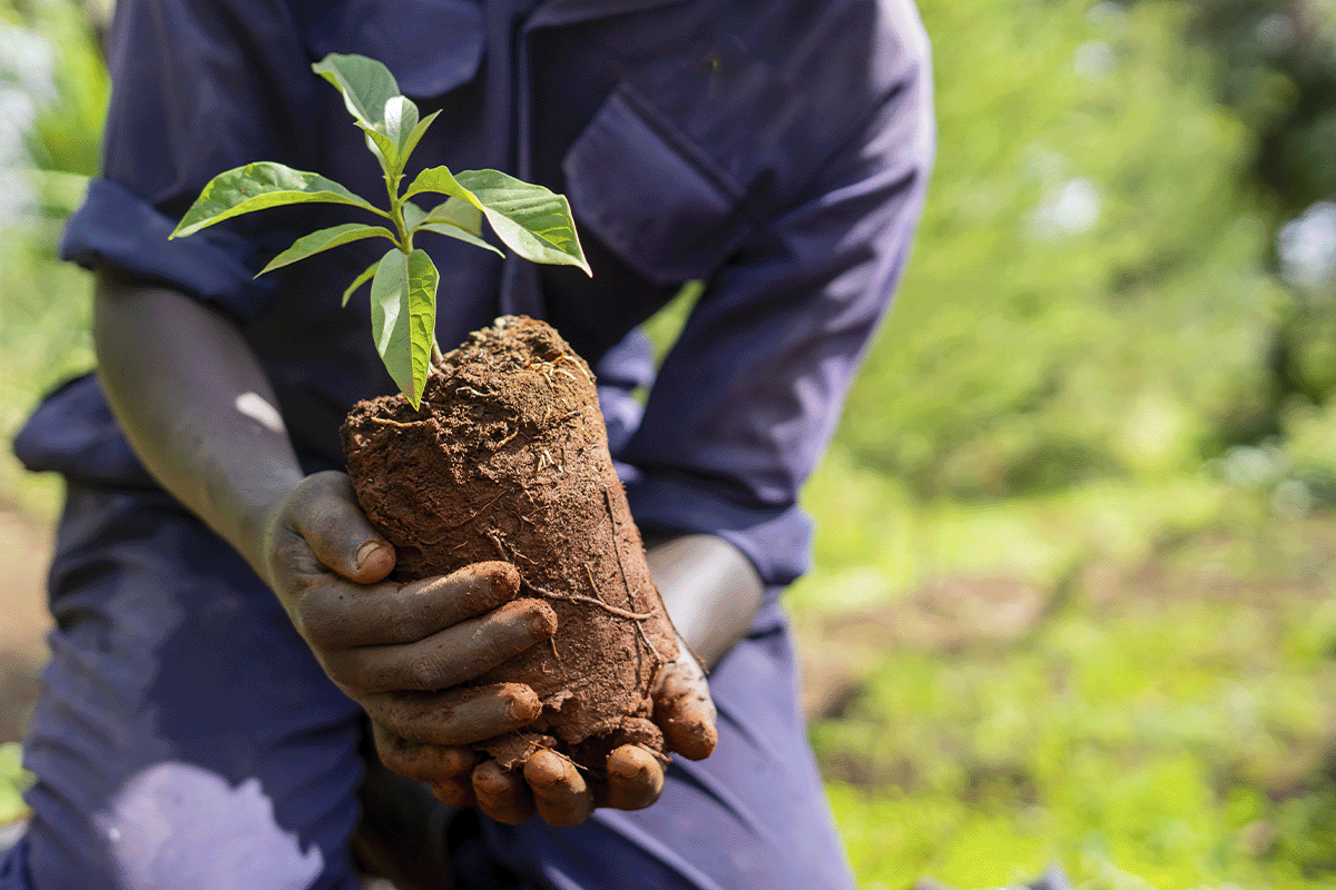 Industry carbon footprints_Close-up on a local man holding a tree seedling_visual 2