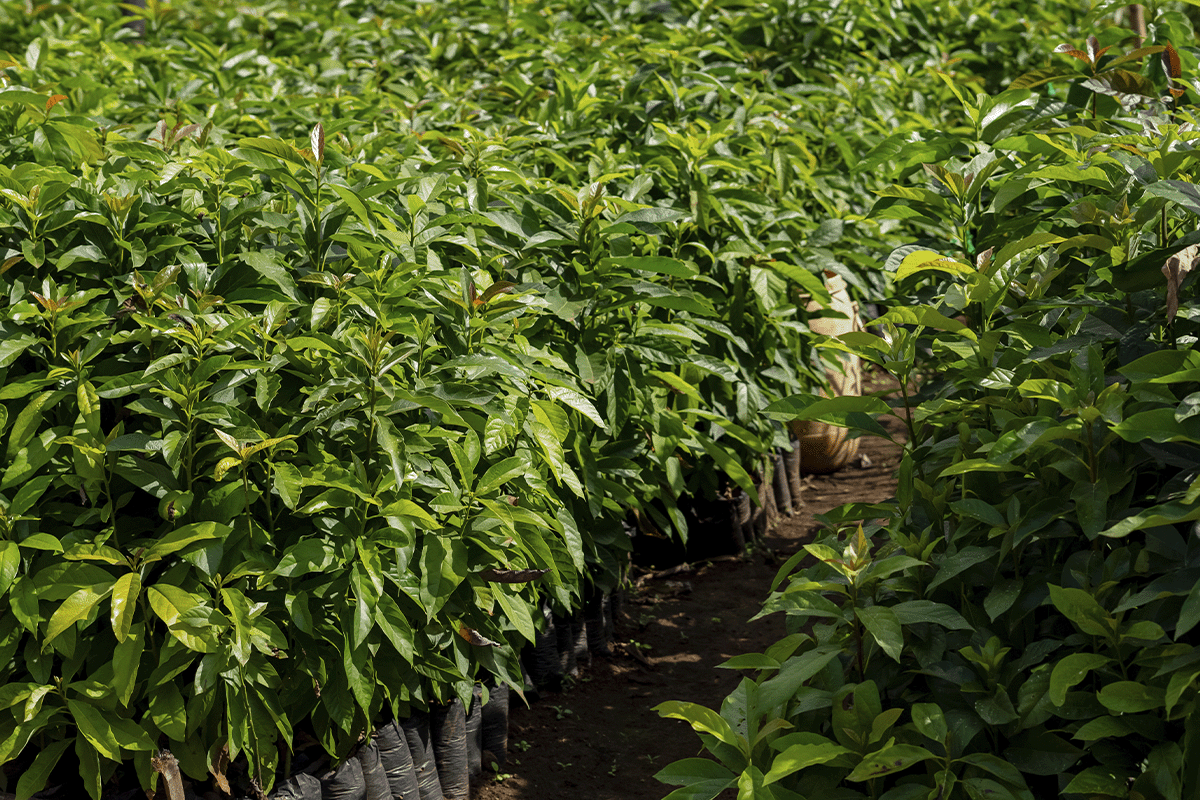Industry carbon footprints_Close-up on tree seedlings, Hongera Reforestation Project_visual 11