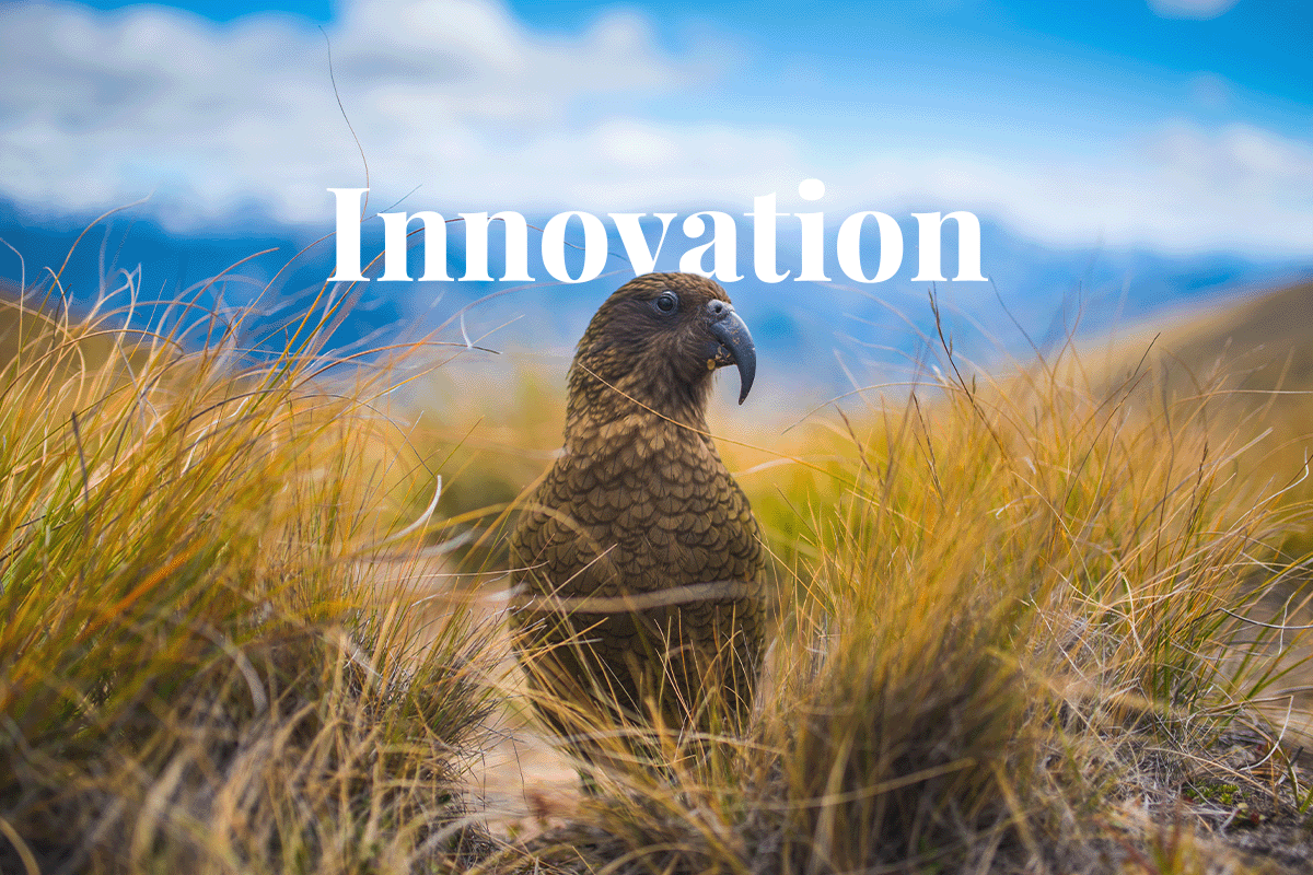 Innovative steps taken to protect New Zealands wildlife_Kea parrot among the bushes in Zealand_visual 1