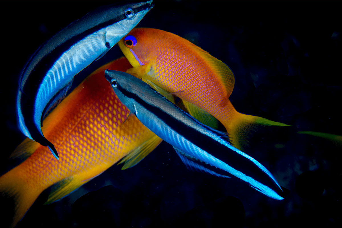 Interconnected wonders of biodiversity_Anthias fish cleaned by bluestreak cleaner wrasse_visual 2