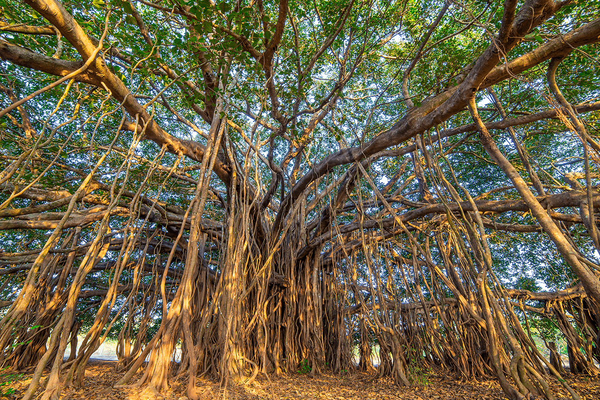 Interconnected wonders of biodiversity_Banyan Tree_visual 9