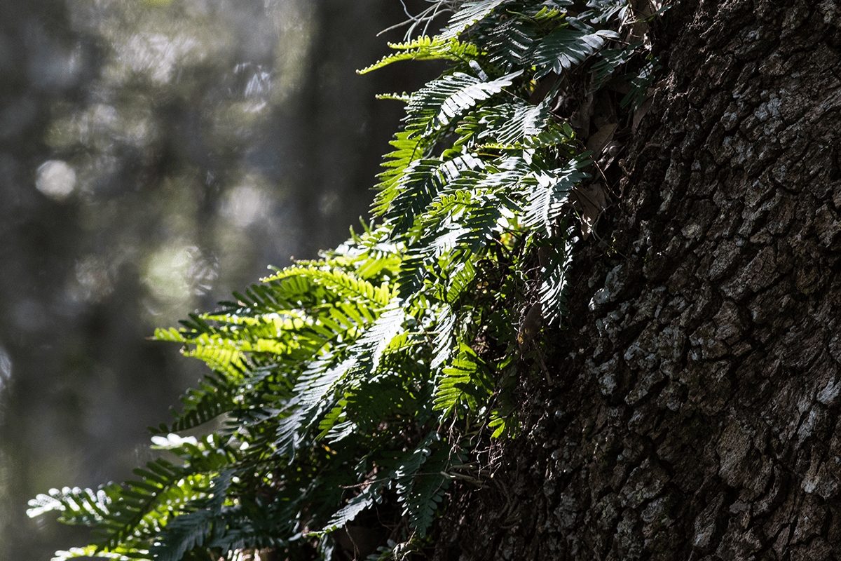 Interconnected wonders of biodiversity_Fern growing on a host oak tree in a forest_visual 6