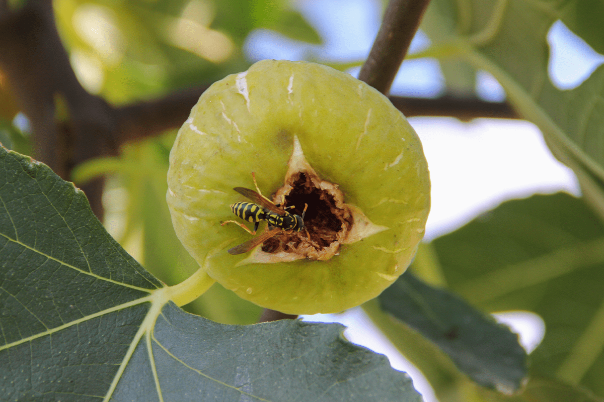 Interconnected wonders of biodiversity_Fig wasp on a fig fruit_visual 5