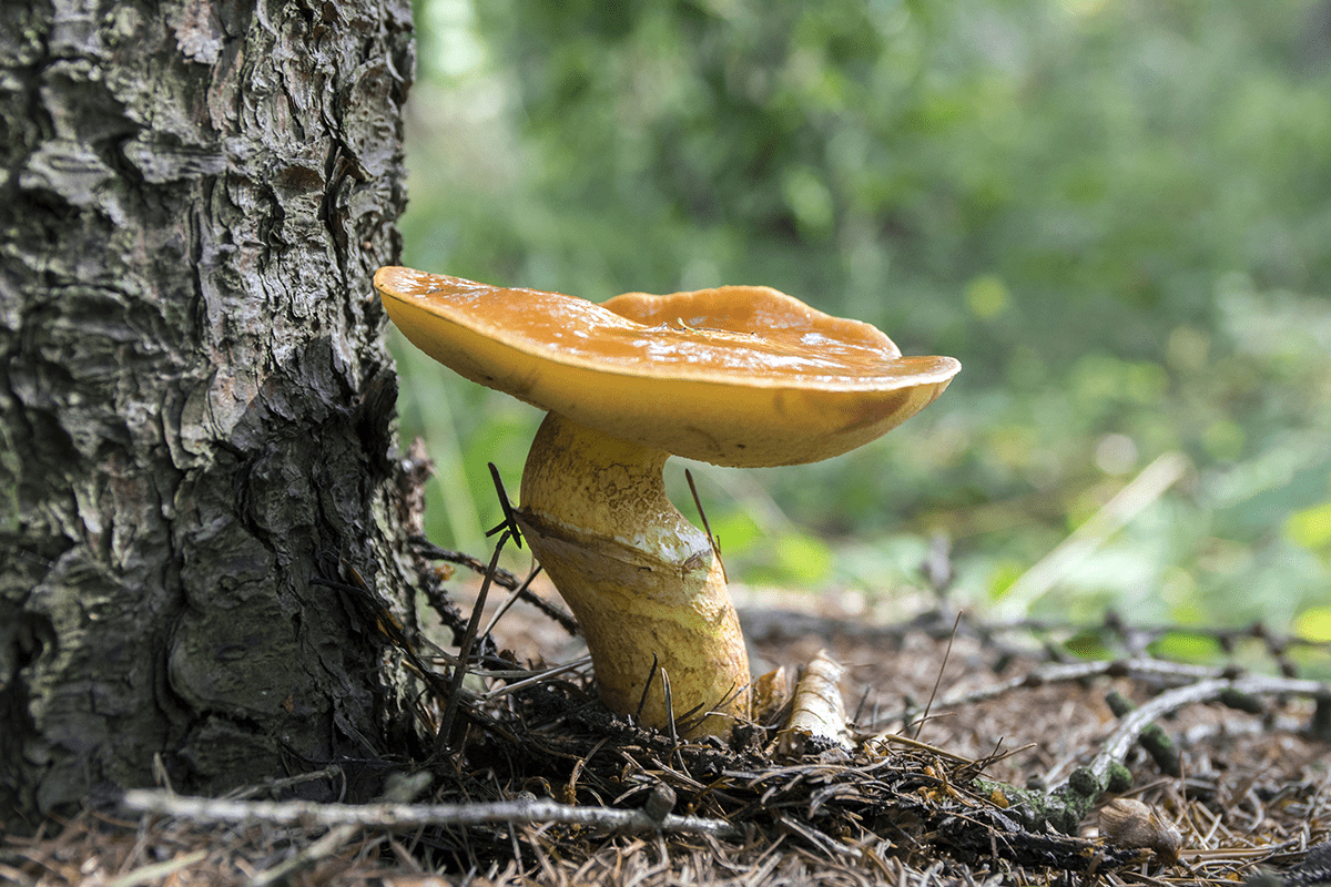 Interconnected wonders of biodiversity_Forest mushroom growing next to a tree_visual 7