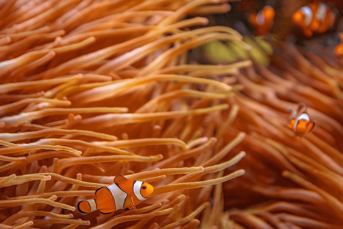 Interconnected wonders of biodiversity_Orange clownfish with sea anemone in coral reef in Western Pacific Ocean_visual 3