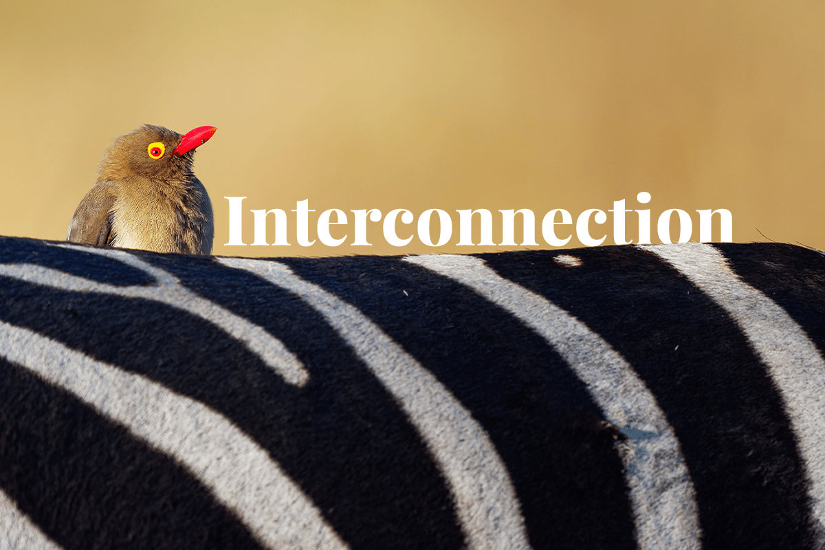 Interconnected wonders of biodiversity_Red-billed Oxpecker sitting on zebras back in Africa_visual 1