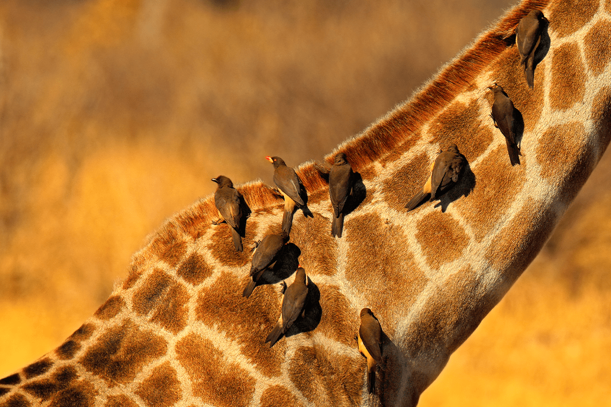 Interconnected wonders of biodiversity_Yellow-billed Oxpeckers sitting on a giraffes neck in Hwange National Park_visual 4