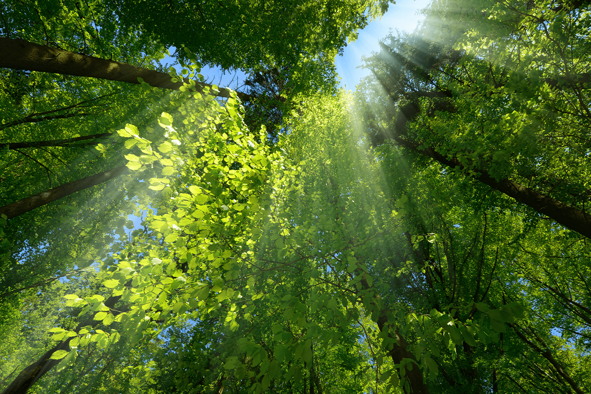 Interconnected wonders of biodiversity_canopy of trees in a forest_visual 8