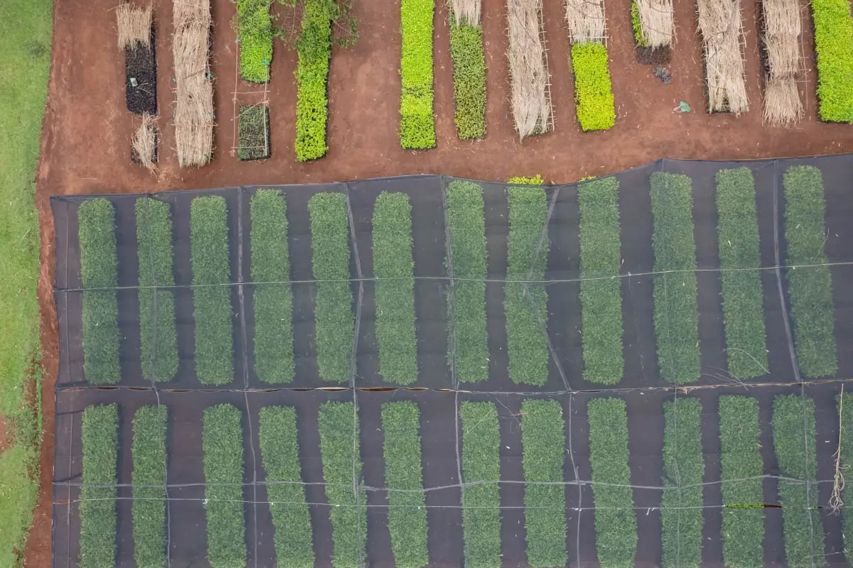Investeren in duurzaamheid_ trends en kansen wereldwijd_Drone photo of a tree nursery in Kenya_visual 7