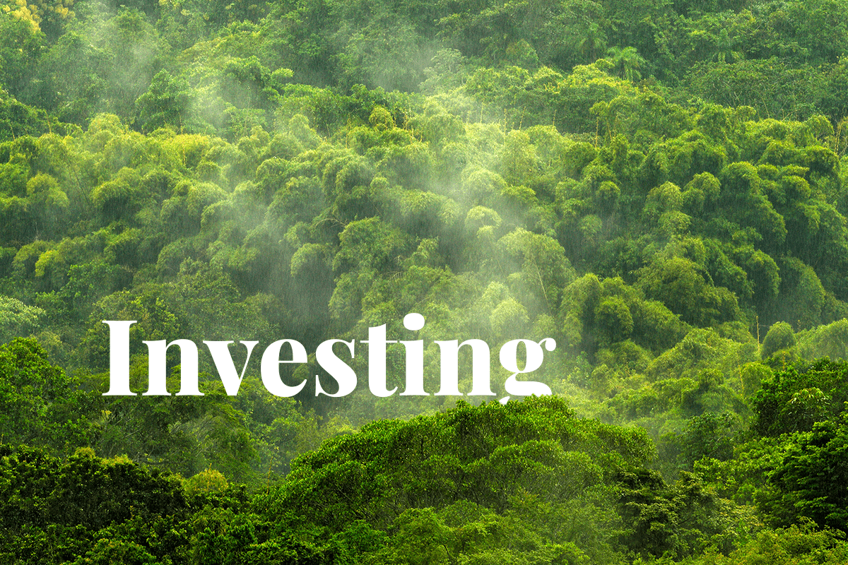 Investing in trees  How global companies are protecting and restoring forests_visual 1