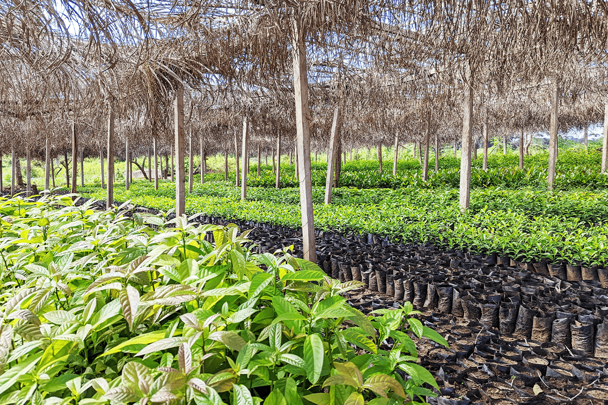 Investing in trees  How global companies are protecting and restoring forests_visual 2