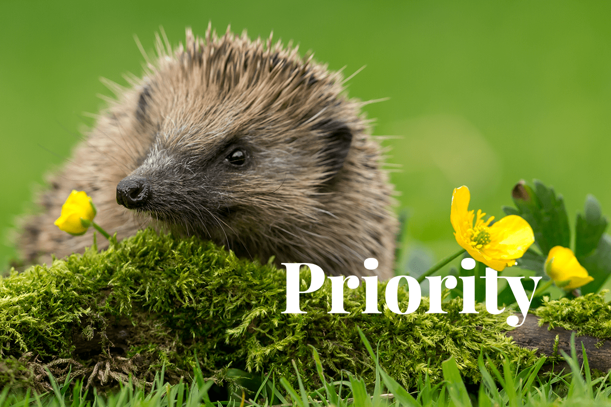Investors increasingly prioritise biodiversity in their portfolios_visual 1