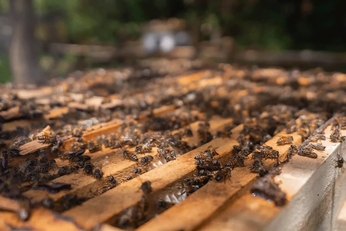 Kenya Beehive Project, from sold out to scaling up_Close-up of bees in a beehive_visual 5
