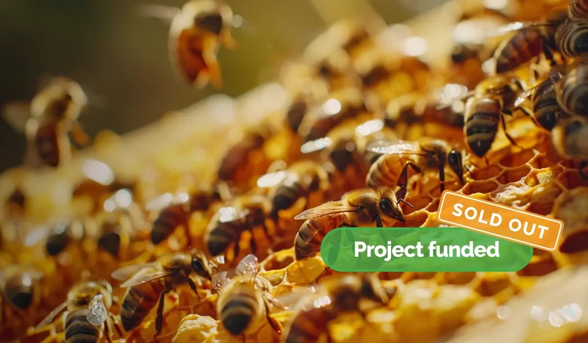 Kenya Beehive Project