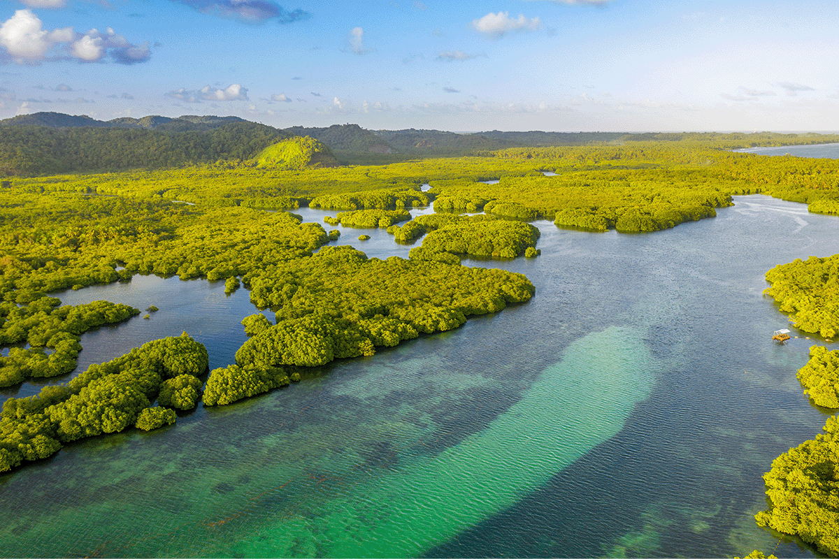 Key players in evolving carbon markets_Aerial view of Amazon forest_visual 4