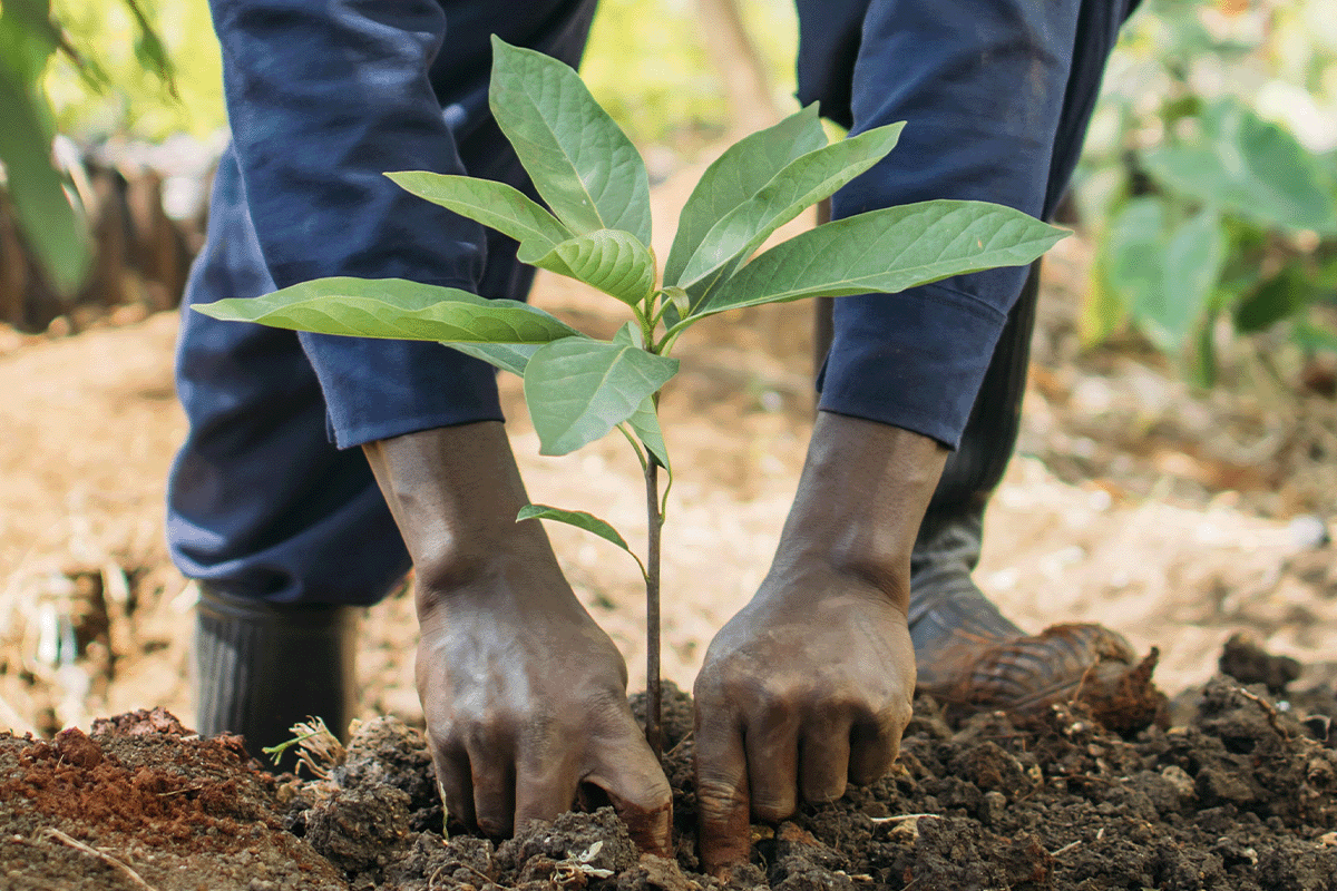 Key players in evolving carbon markets_Close-up of a local working in a tree nursery in Kenya_visual 8