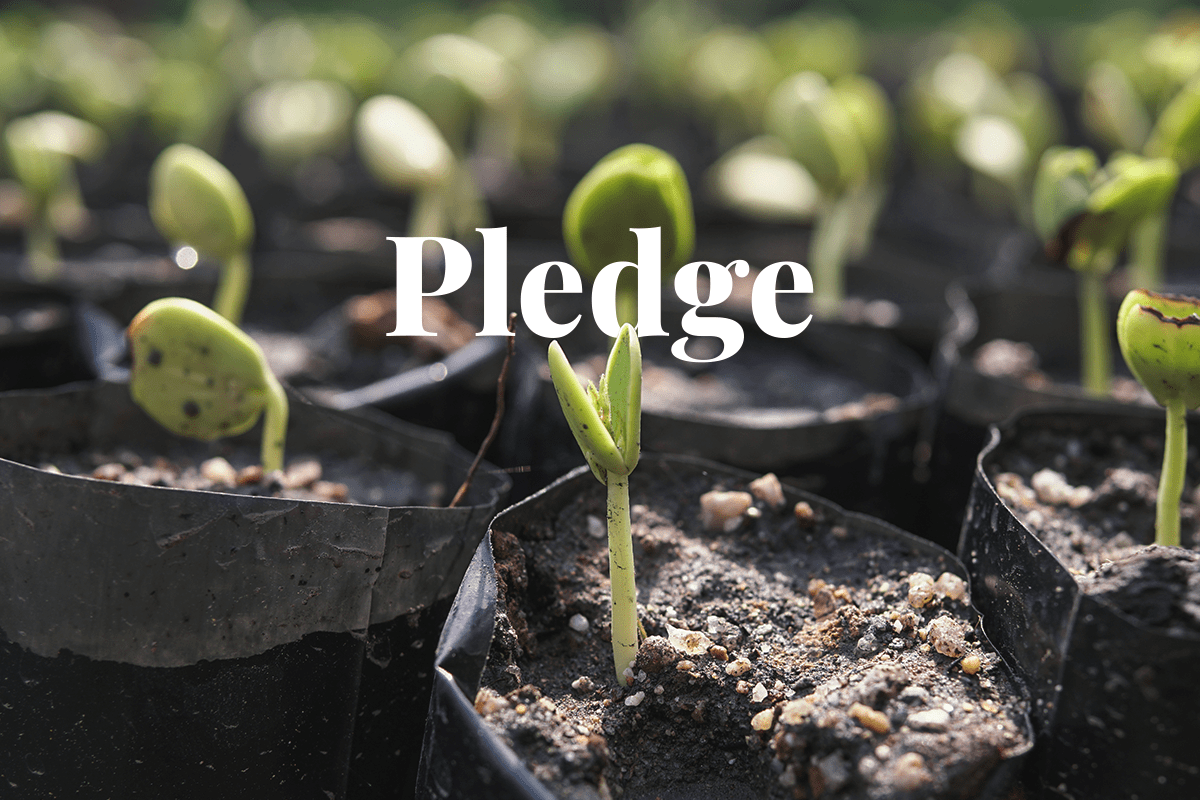 Klarna supports carbon removal projects_young plant in a tree nursery_visual 1