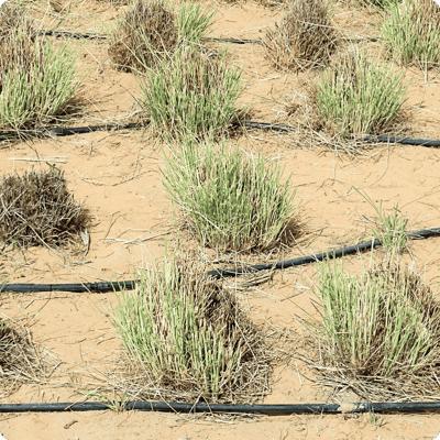 Lake Aral Afforestation Project_gallery 4-min-1