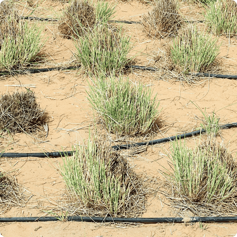 Lake Aral Afforestation Project_gallery 4-min-1