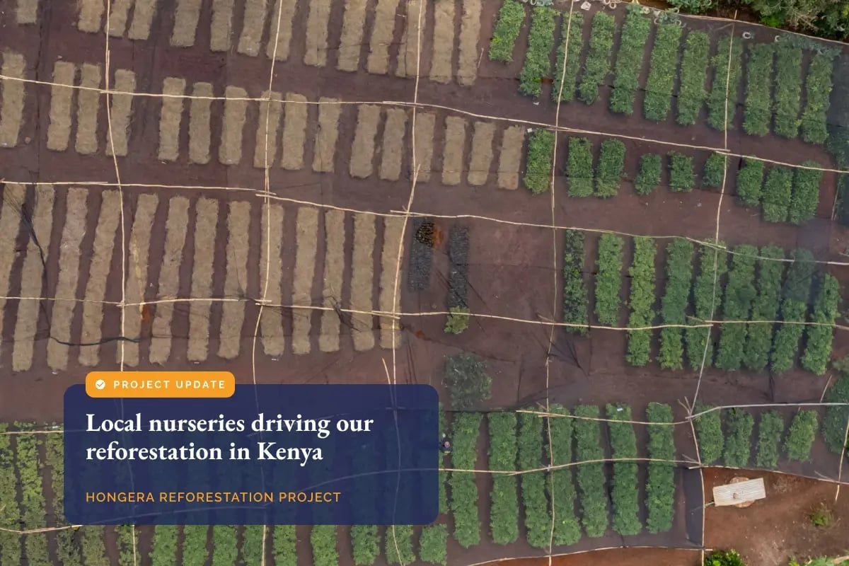 Local nurseries driving our reforestation in Kenya_Drone photo of a tree nursery in Kenya_visual 1