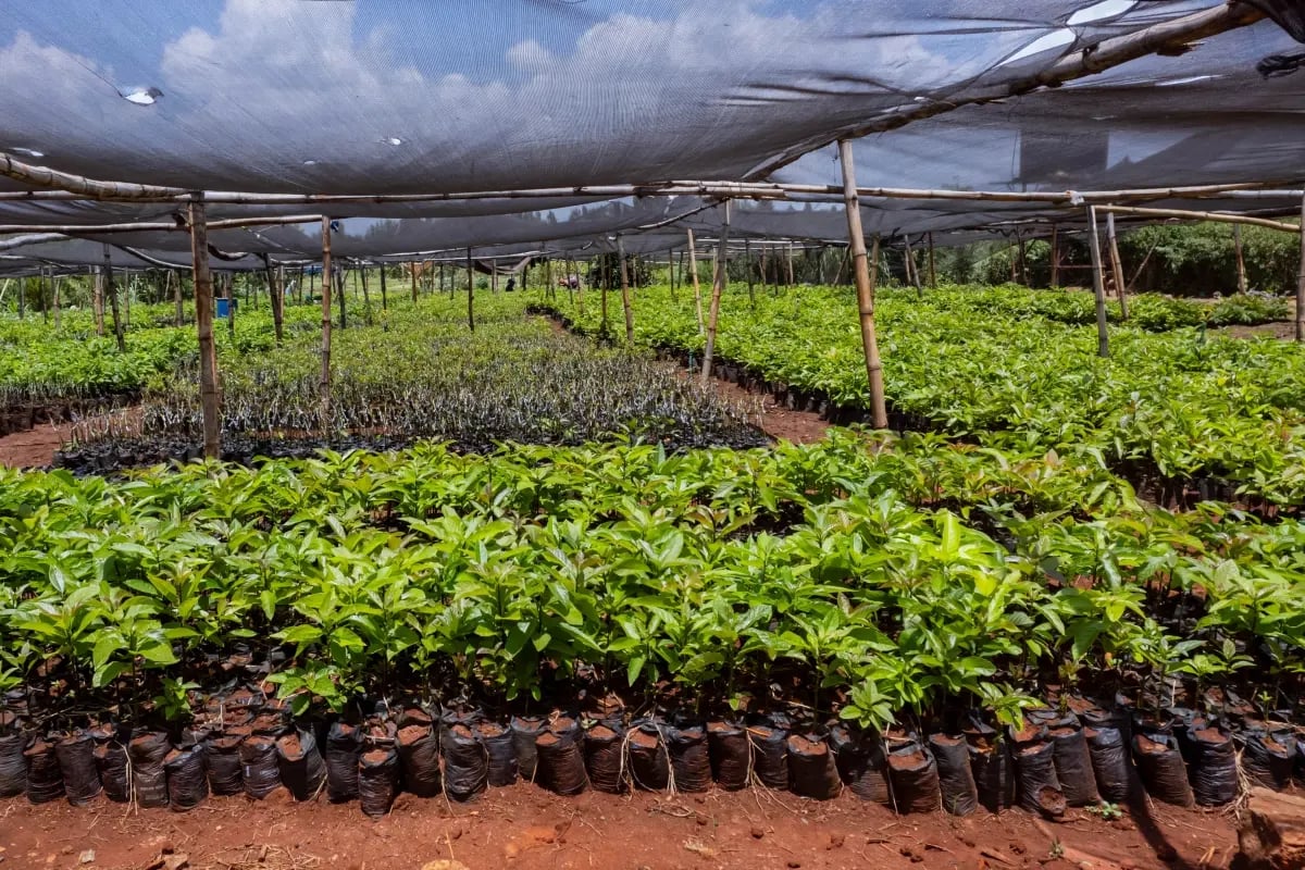 Local nurseries driving our reforestation in Kenya_Tree seedling nursery_visual 2