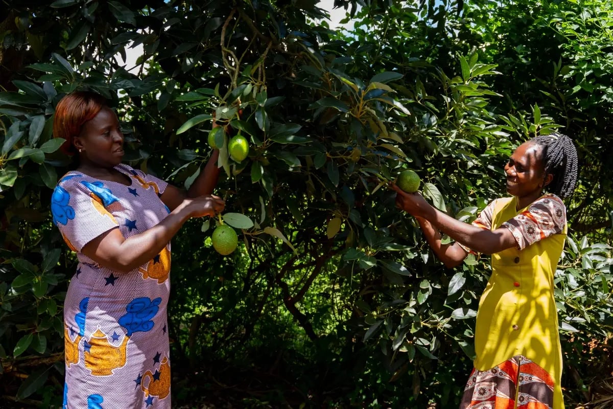 Local nurseries driving our reforestation in Kenya_Two women from a local community on an avocado plantation_visual 3