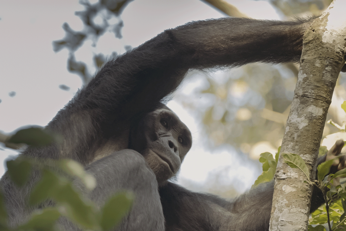 Marking a new chapter in DGB’s Uganda environmental restoration project_Close-up of bulindi chimpanzee sitting on a tree_visual 2